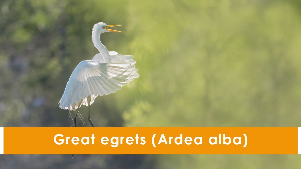 Great egrets (Ardea alba)
