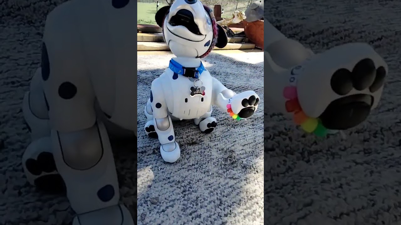 Eargon the aibo goes outside