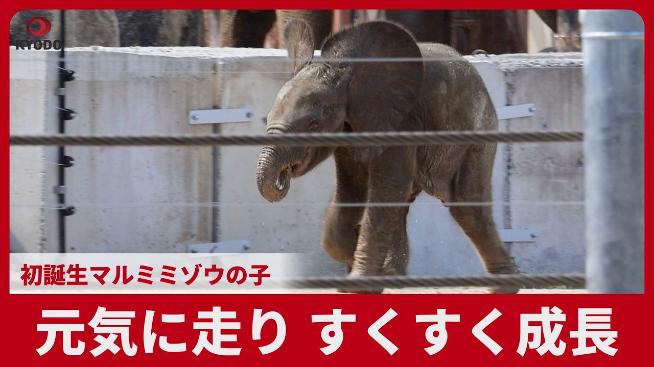 元気に走り、すくすく成長 初誕生マルミミゾウの子