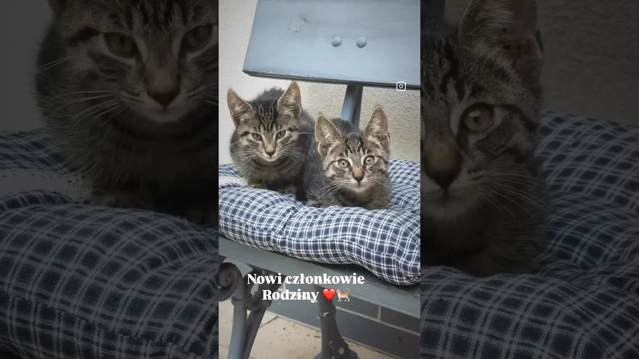 Nowi członkowie rodziny 😍😍🐈 #domnawsi #kotki #siedlisko #nawsi