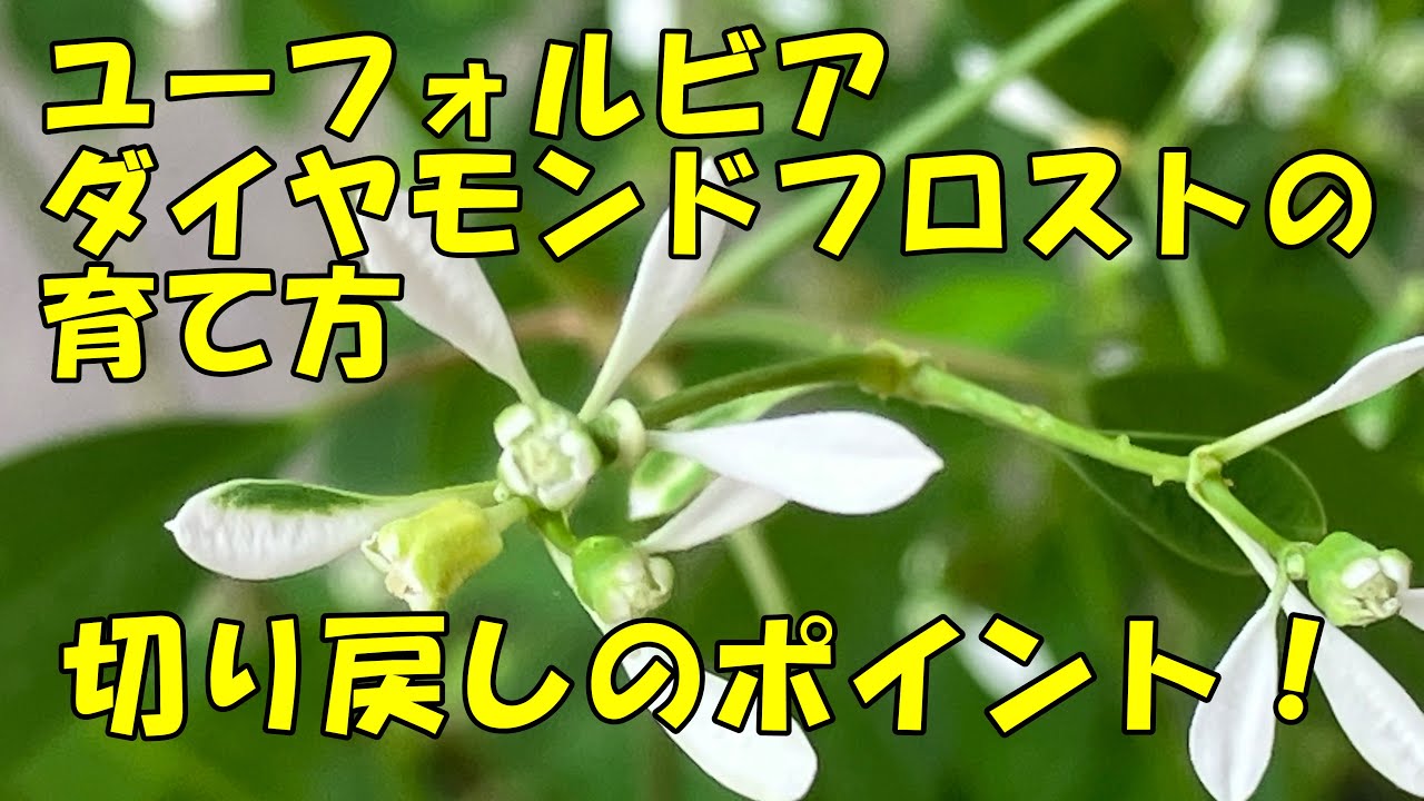 ユーフォルビアダイヤモンドフロストの育て方　切り戻しのポイント！