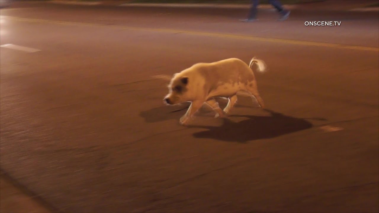 Officers Chase Chonky Pig Through City Streets | Riverside