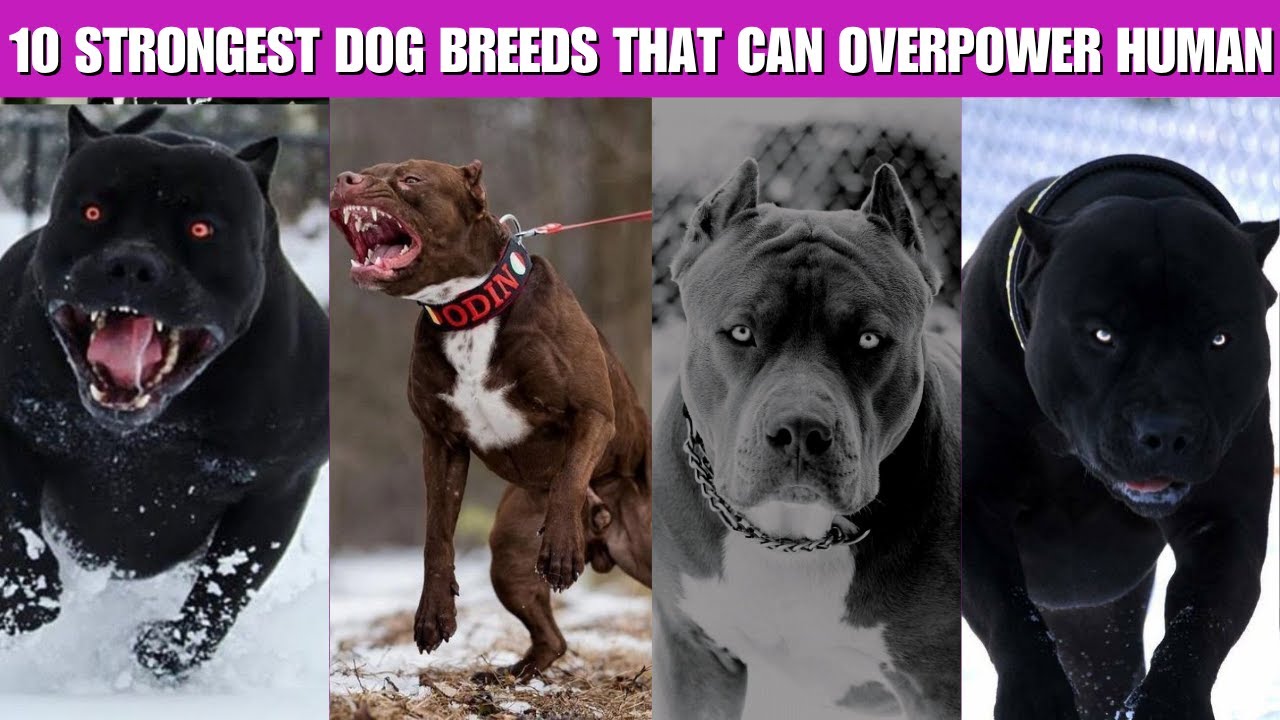 10 Strongest Dog Breeds That Can Easily Overpower a Human | Unbelievable Power & Bite Force