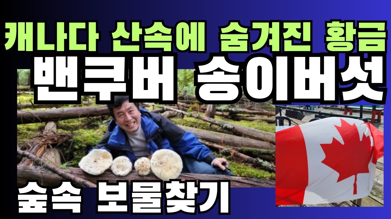 [캐나다 이민 자부심]대박!!대물!!밴쿠버 근교 송이버섯 채집광경과 풍경 Canada Vancouver Matsutake 2021