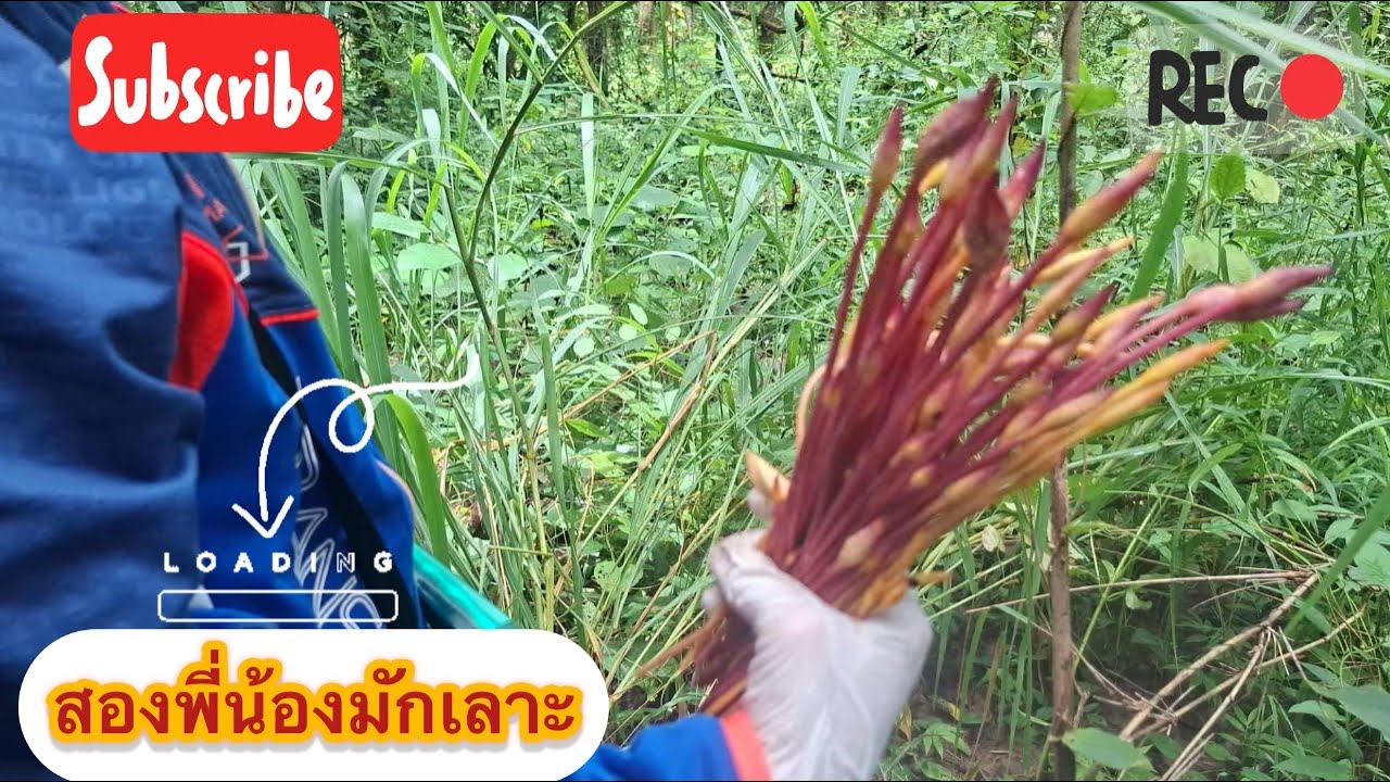 EP:30 วันนี้เข้าป่าเก็บดอกดินไปตากแห้งไว้ทำยาจ้า