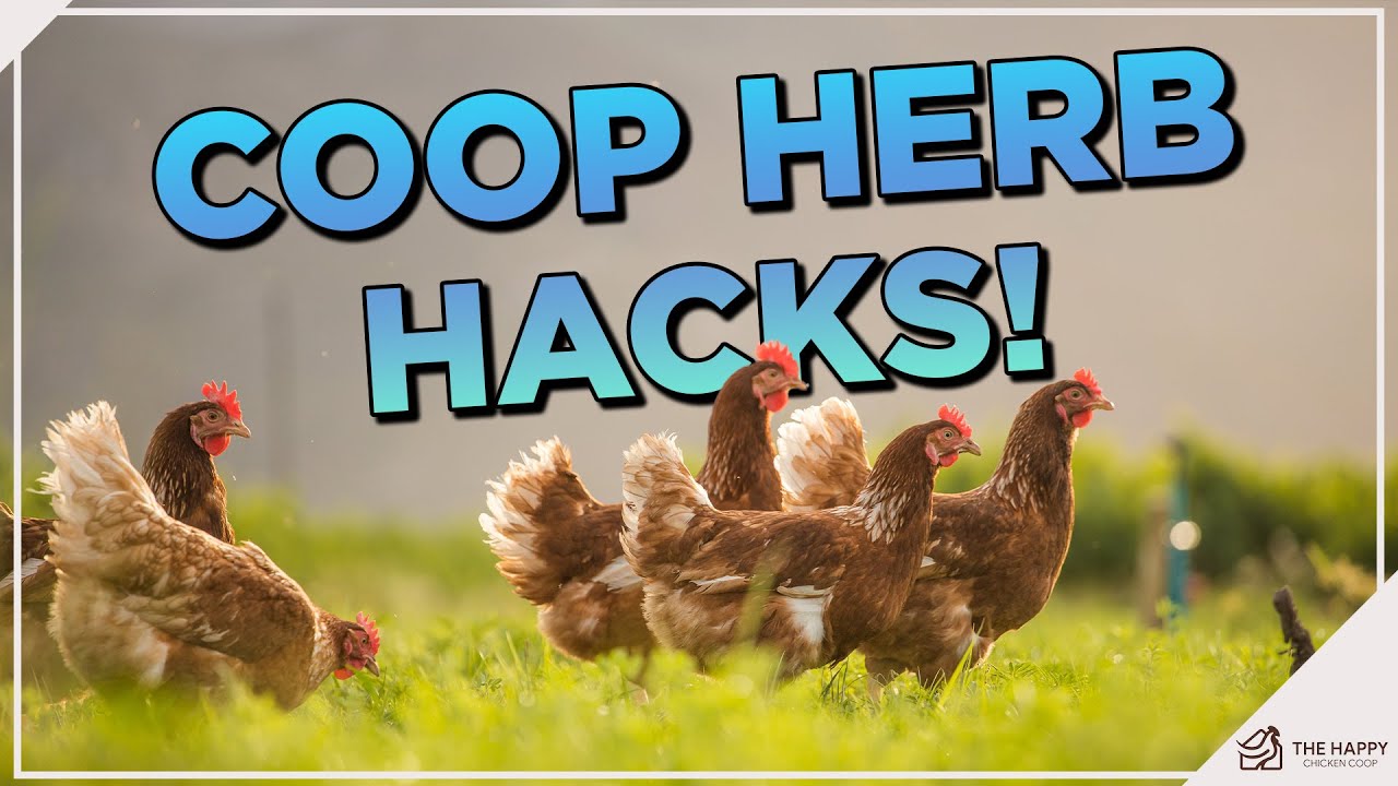 10 Best Herbs for Chickens (How To Use Herbs in Coops)