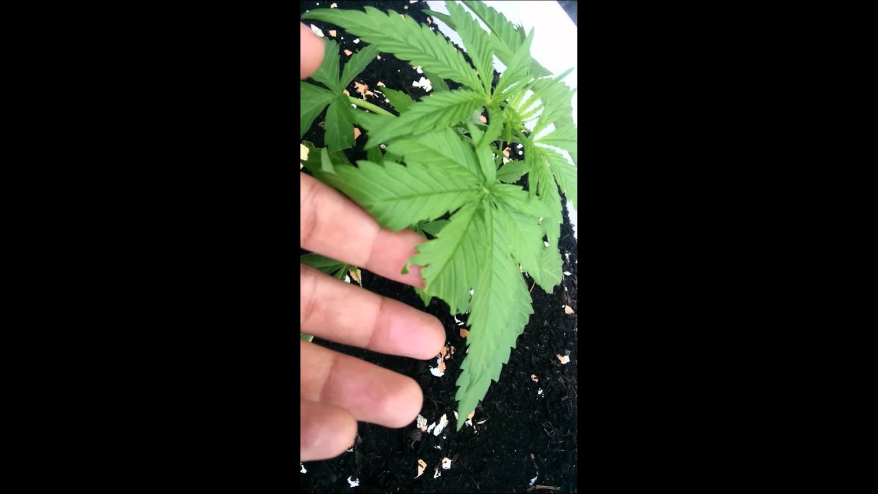 Think different auto 23 days from hatch