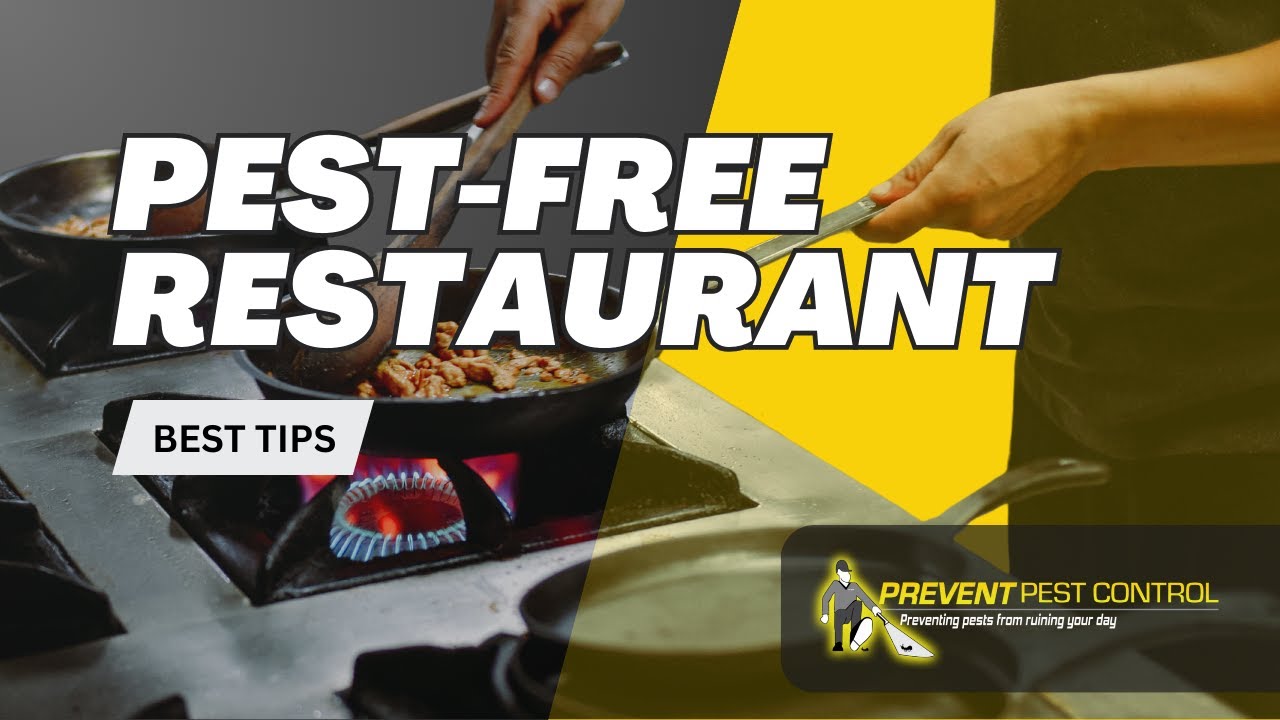 How to Maintain a Pest Free Restaurant