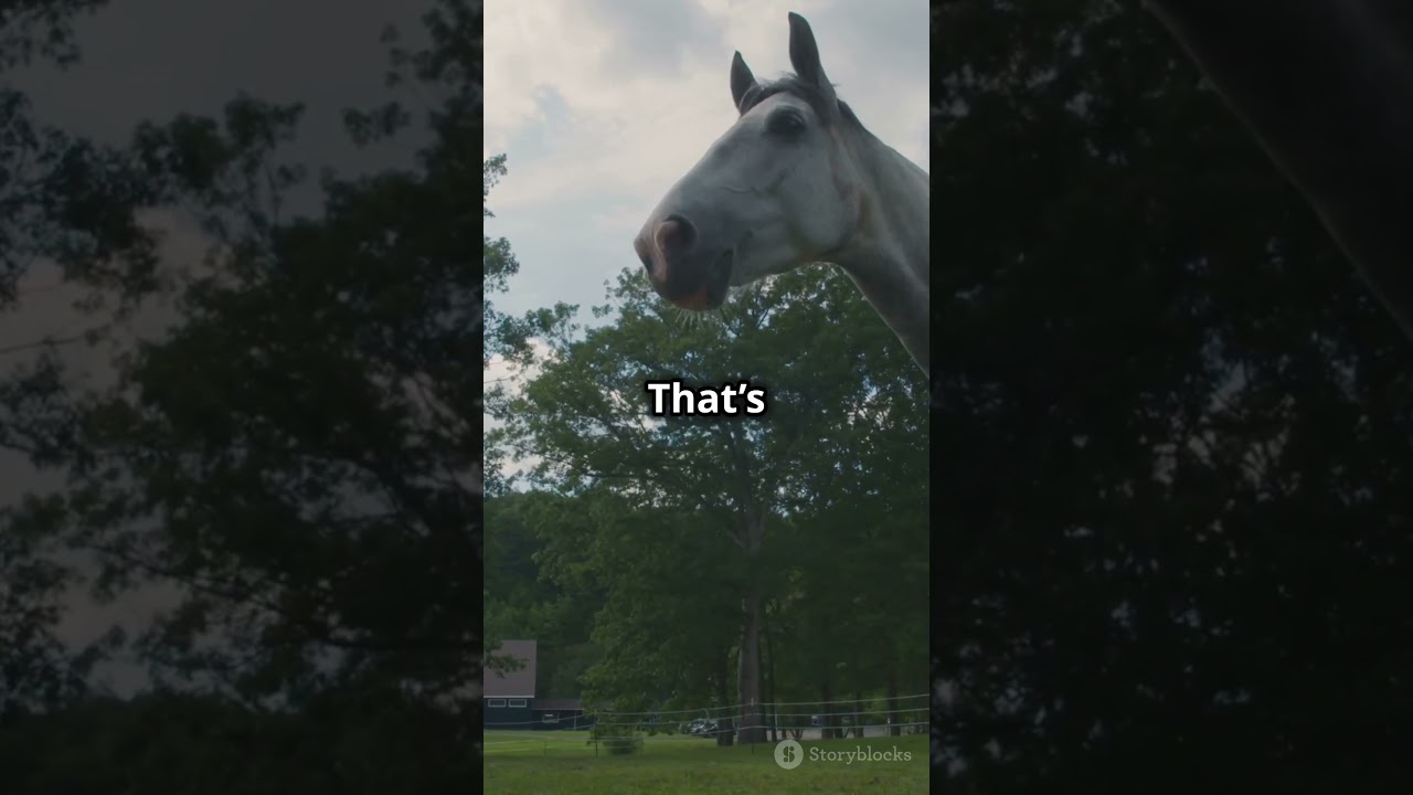 🐎✨🏇