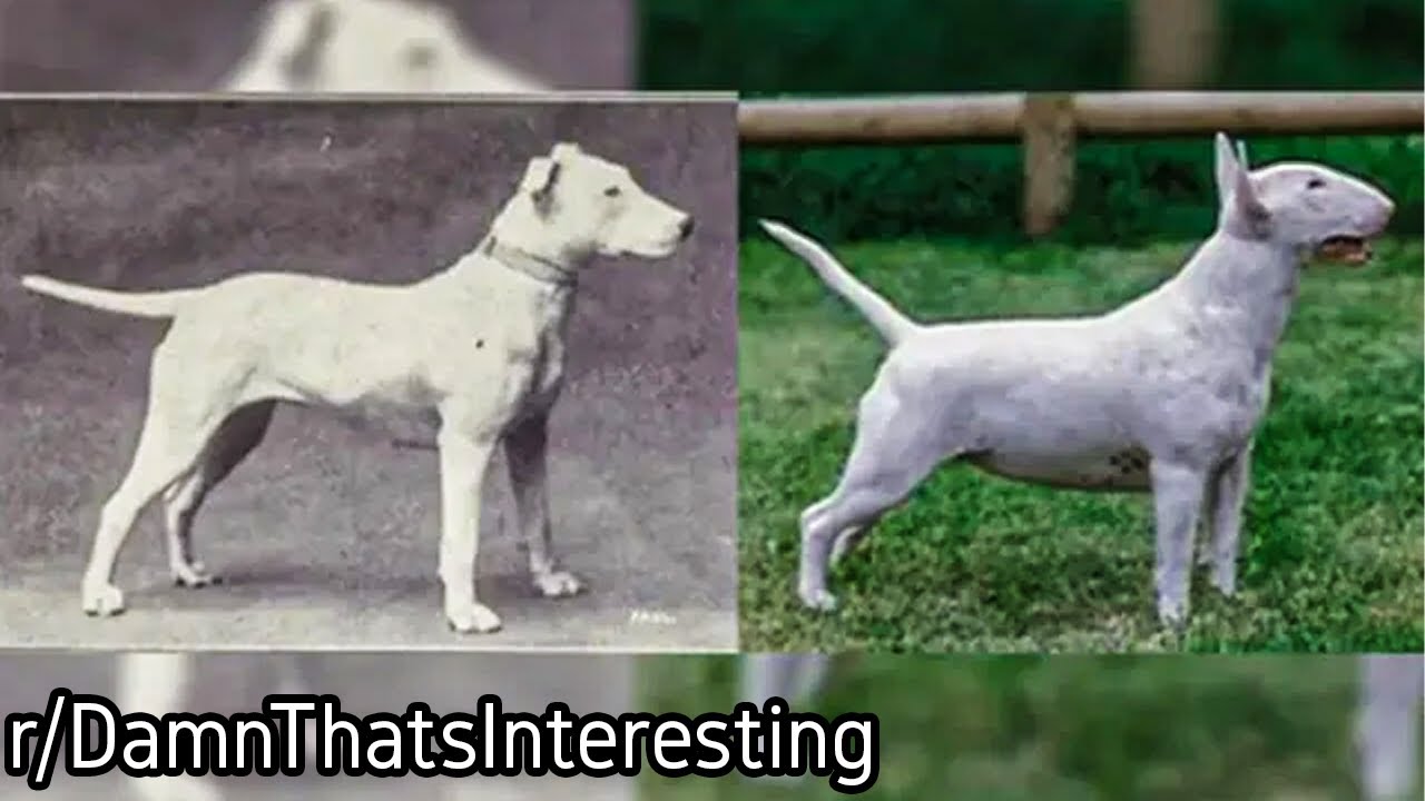 r/DamnThatsInteresting | 100 Years of Breeding 