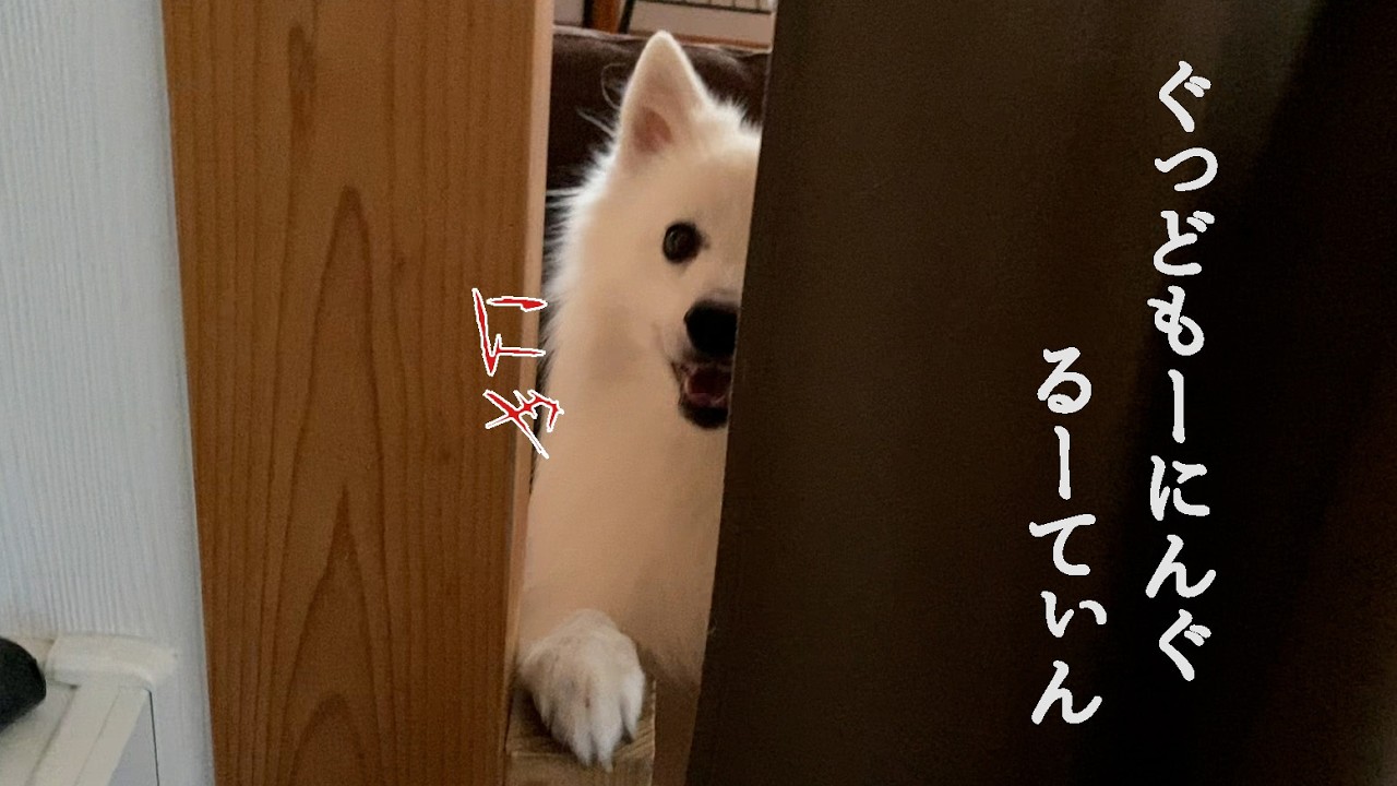 ぼくの映え映えの朝を紹介します　#インチキインスタグラマー　#日本スピッツ犬