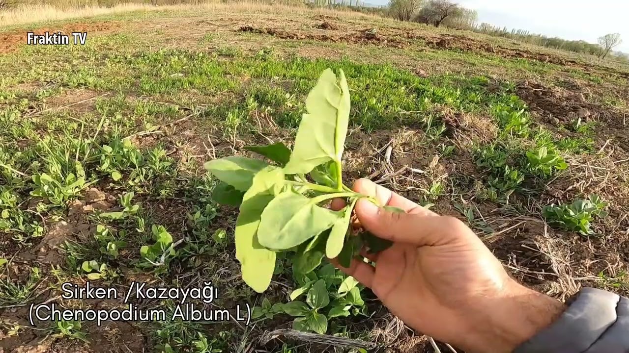 Çig Yenebilen Yabani Otlar