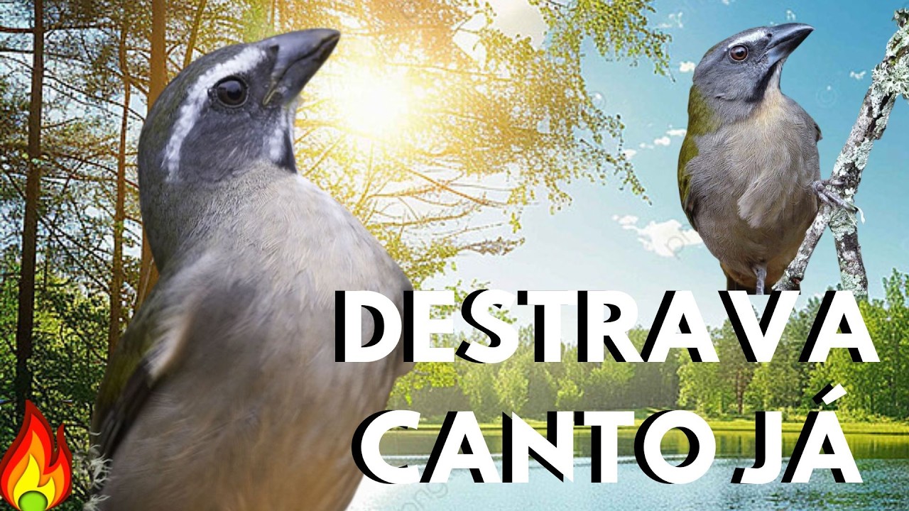 TRINCA FERRO CANTANDO NO MATO🔥 ESQUENTAR TRINCA FERRO FRIO🔥 CANTO DE TRINCA FERRO