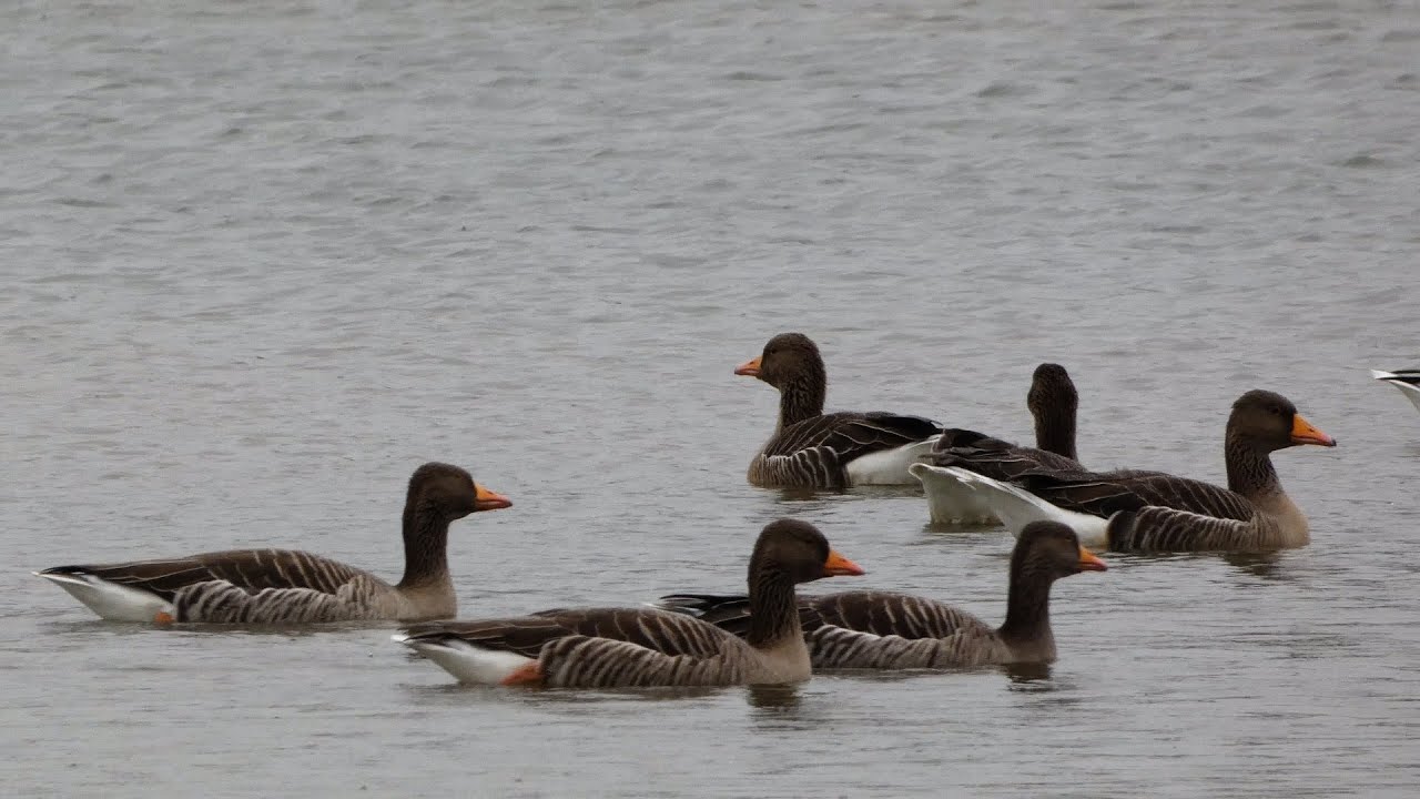 Grauwe Gans (greylag goose)