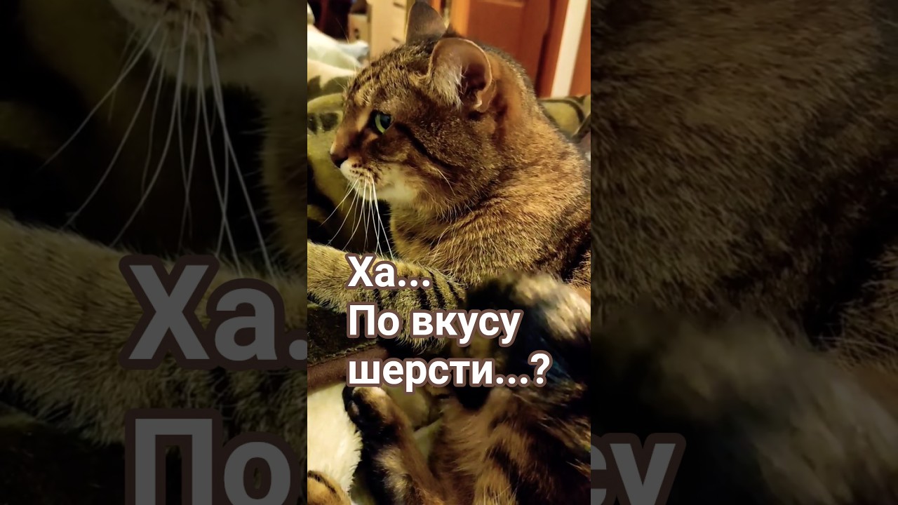 Как узнать,что кот помылся #cat #прикольныекоты #котики #веселыекоты #котофейка