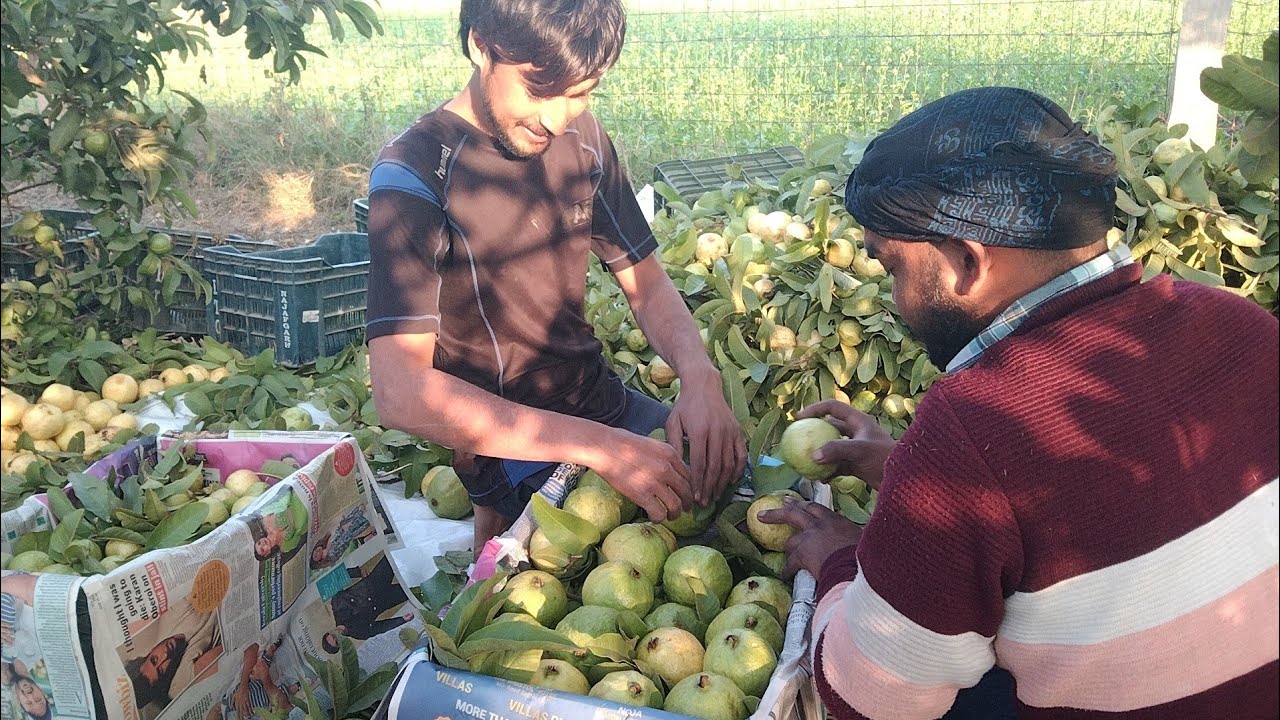 सीधा बाग से अमरूद खरीदने के लिए #guava #farming #freshguava इस तरह से पैक होकर जाता है अमरूद