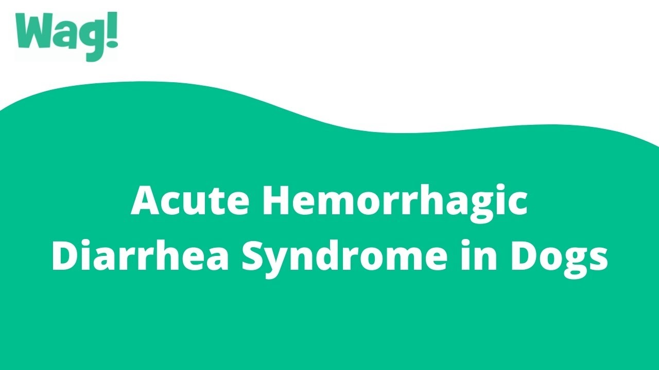 Acute Hemorrhagic Diarrhea Syndrome in Dogs | Wag!