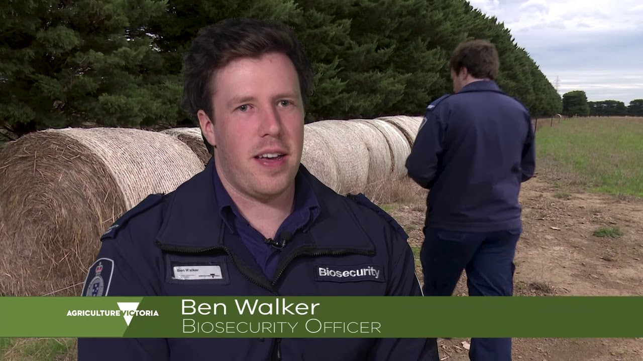 Working as a biosecurity officer
