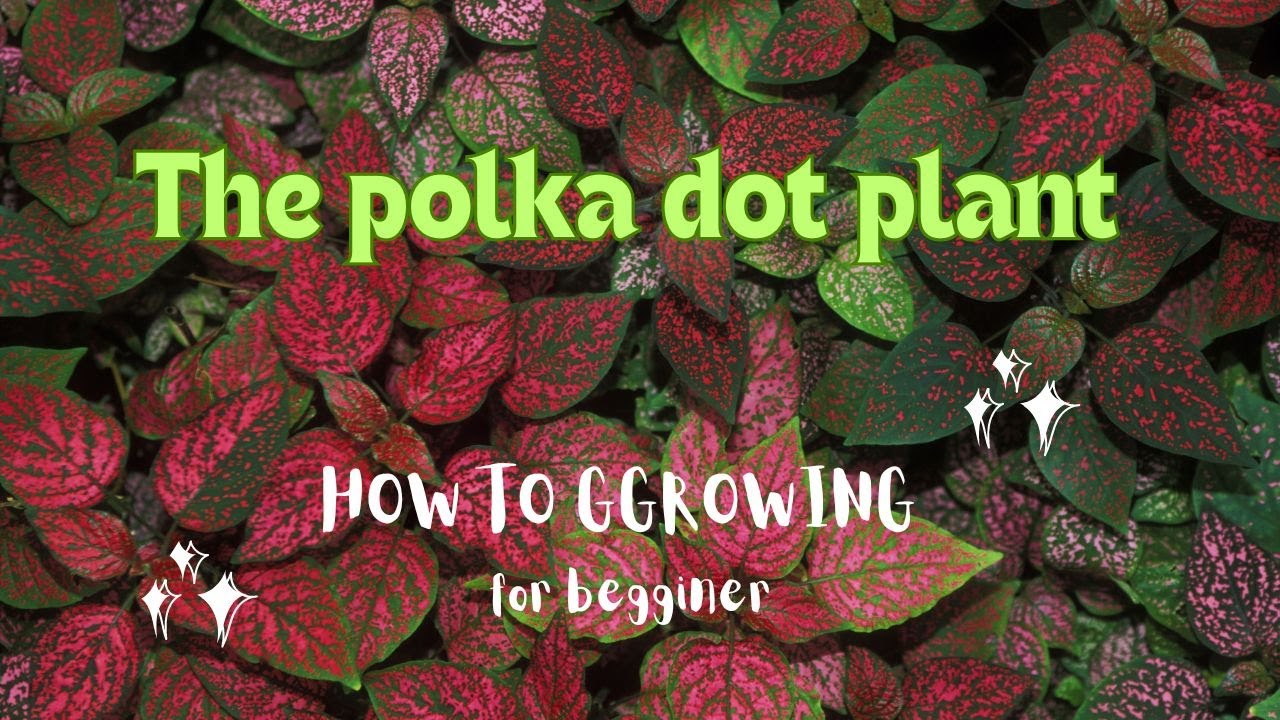#polkadot  #plant   Care Guide: Keep Your Hypoestes Phyllostachya Thriving