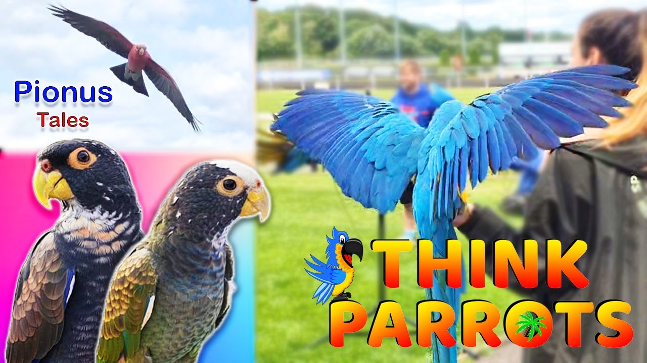 Think Parrots Weekend Vlog