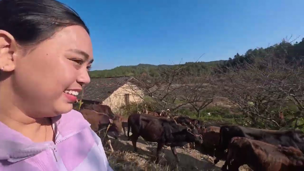 Ngangon 50 Ekor Lebih Sapi di Pegunungan China 🇨🇳