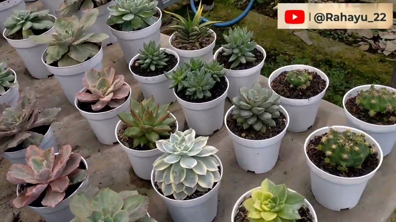 Tanaman Murah yang Bikin Rumah Terlihat Cantik dan Segar 🌿