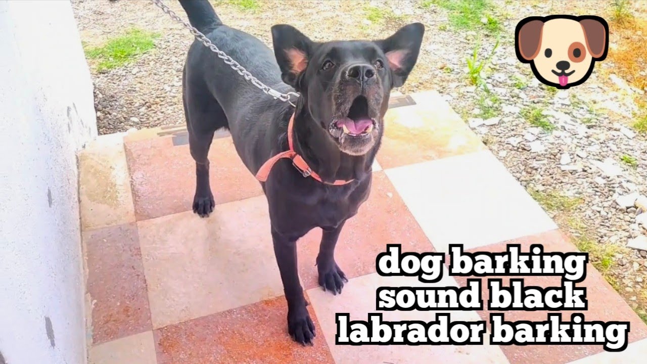 Black Labrador dog barking dog sound loud 🐶...