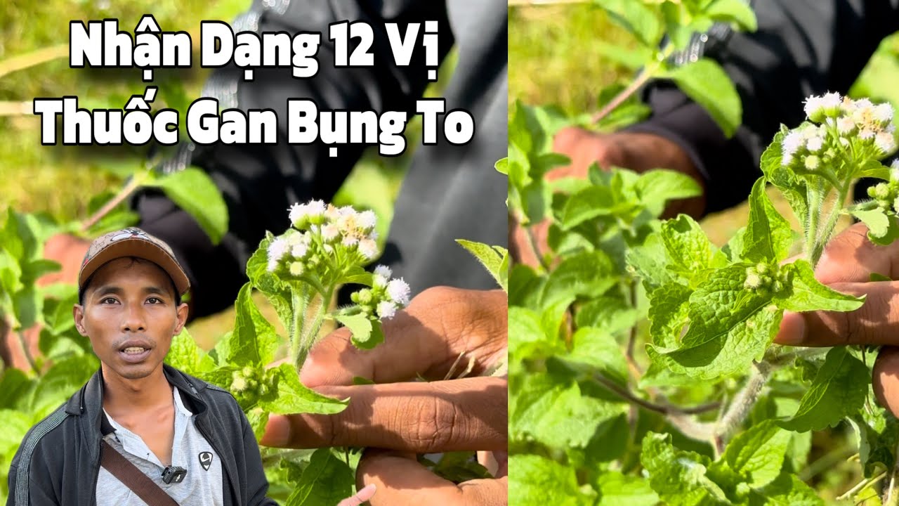 Bác Sĩ Trả Về Chia Sẽ 12 Vị Thuốc Sơ Gan Bụng To .!