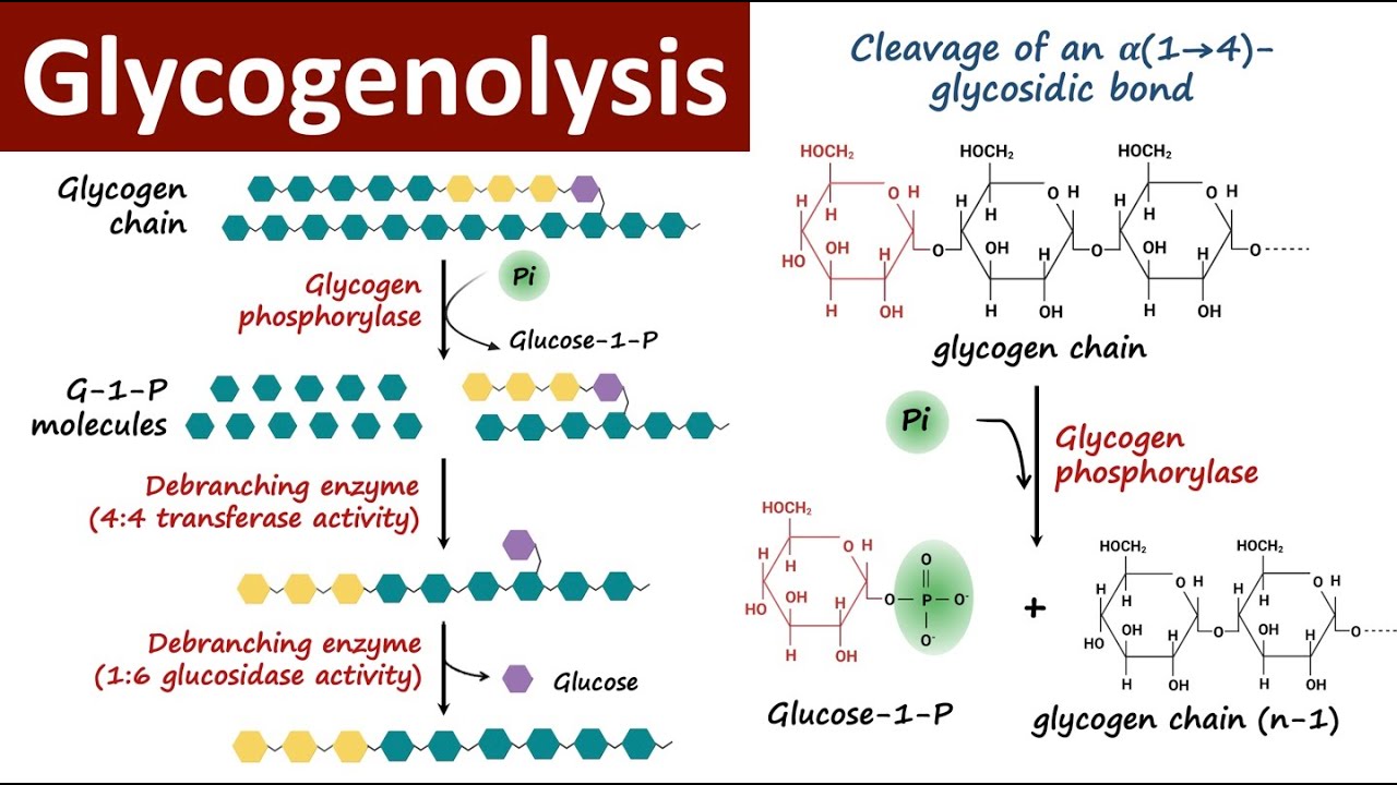 Glycogenolysis | Glycogen Breakdown | Glycogen Metabolism | Carbohydrate Metabolism | Biochemistry