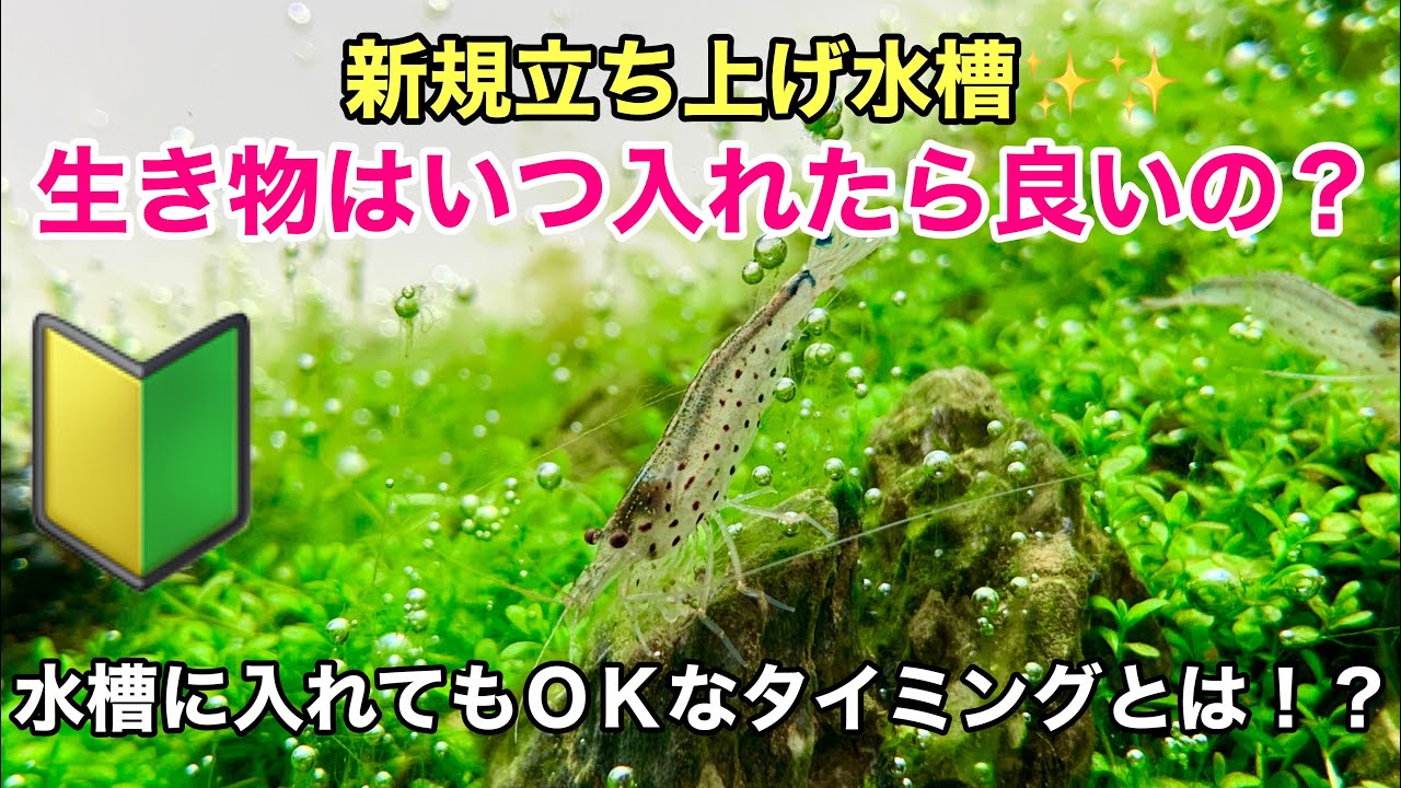 新規立ち上げの水草水槽に魚やヤマトヌマエビを入れても良いタイミングとは！？ADAネイチャーアクアリウム、コケ対策、初心者、水質PH、熱帯魚、水合わせ、オトシンクルス、planted aquarium