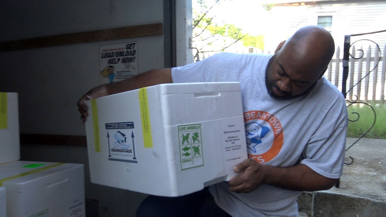 Importing 450 Aquahaus Gaus African Cichlids from Germany with Beantown Aquatics