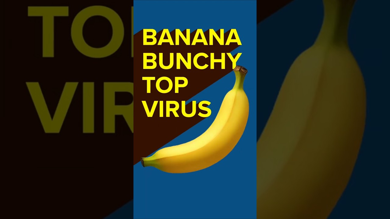 Banana bunchy top virus