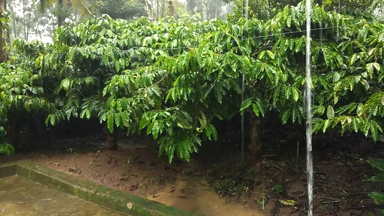 🔴Live rain in Kodagu &copy;️