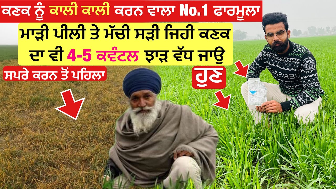 Sada Kisan ghol | ਮਰੀ ਪਈ ਕਣਕ ਚ ਵੀ ਜਾਨ ਪਾ ਦੇਵੇਗੀ ਇਹ ਸਪਰੇ