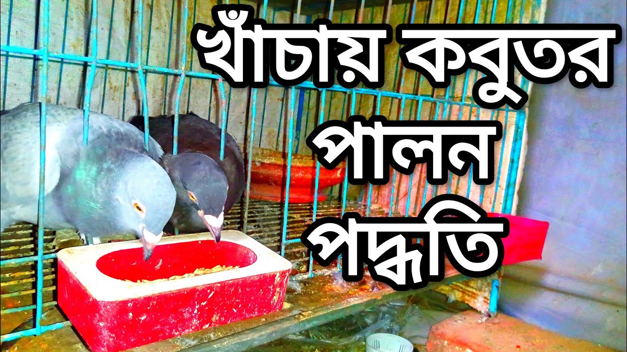 খাঁচায় কবুতর পালন পদ্ধতি।। কবুতর পালন পদ্ধতি।। kobutor history.