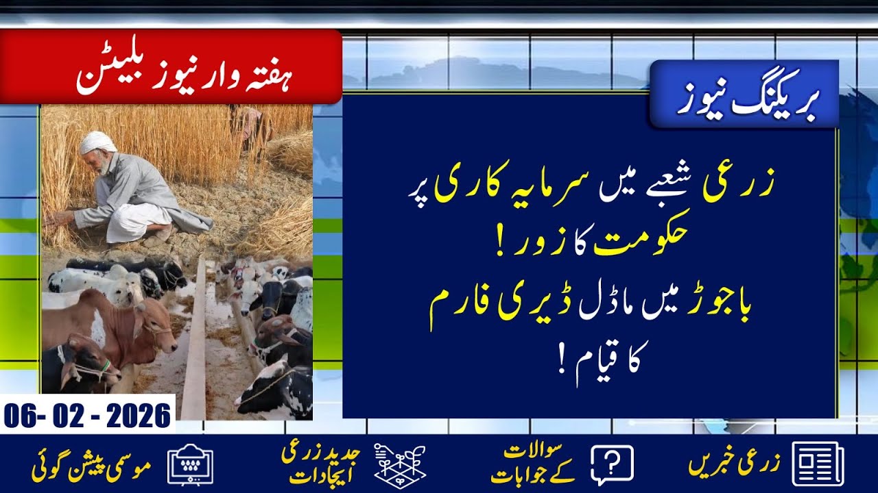 Model Dairy Farm in Bajour | Investment in Agriculture Sector | Weekly News Bulletin 30 Jan - 06 Feb