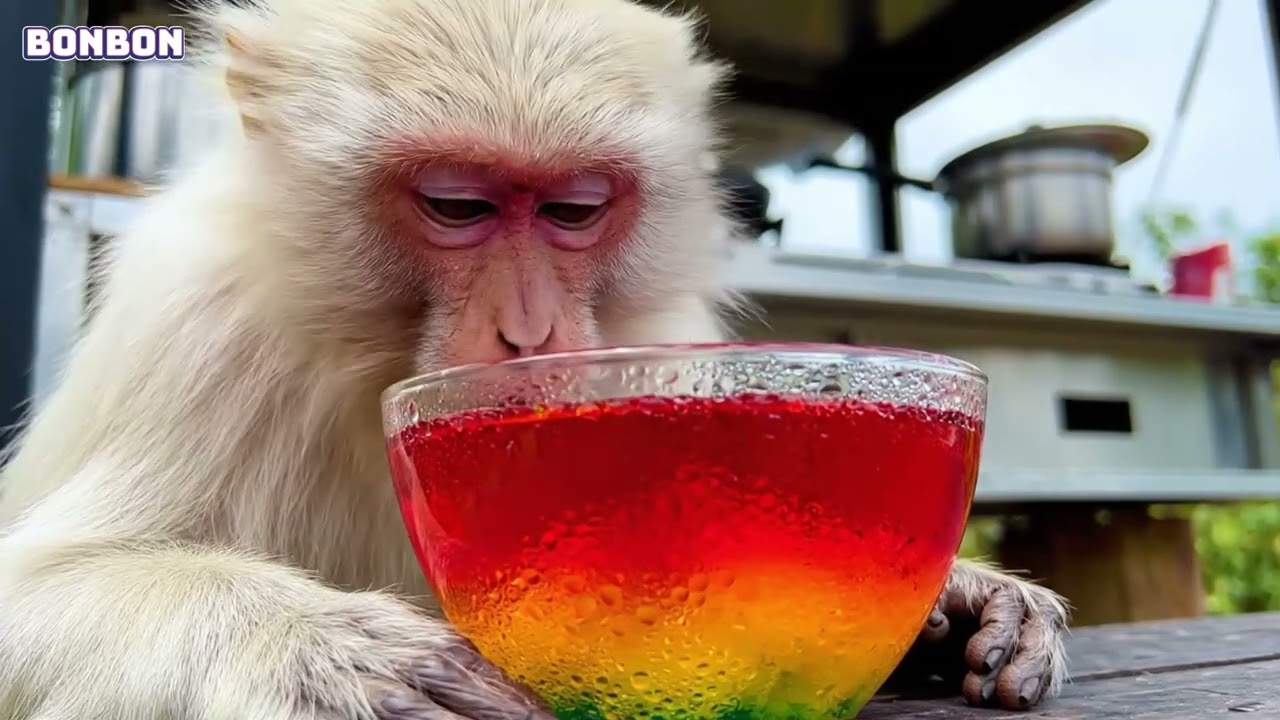 Bon Bon Monkey Plays with a Colorful Toy Car and Makes Rainbow Jelly