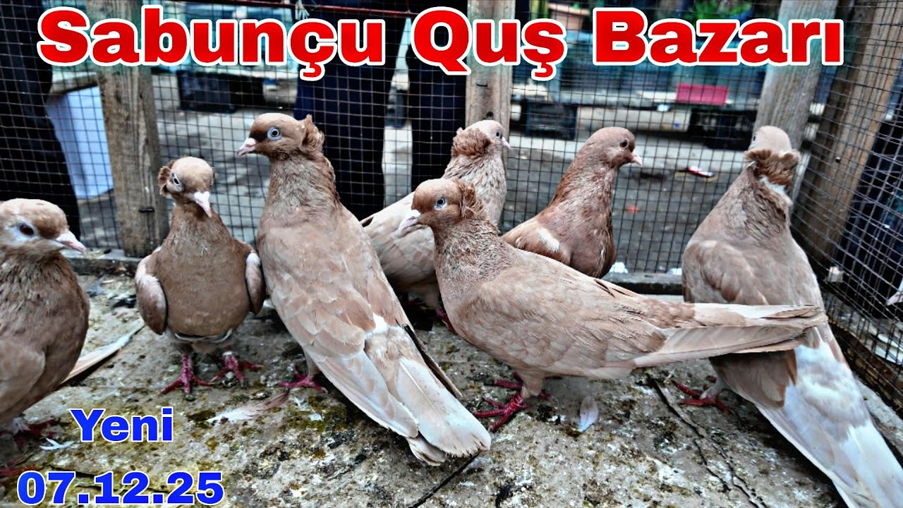 Sabunçu Quş Bazarı 7 Dekabr 2025