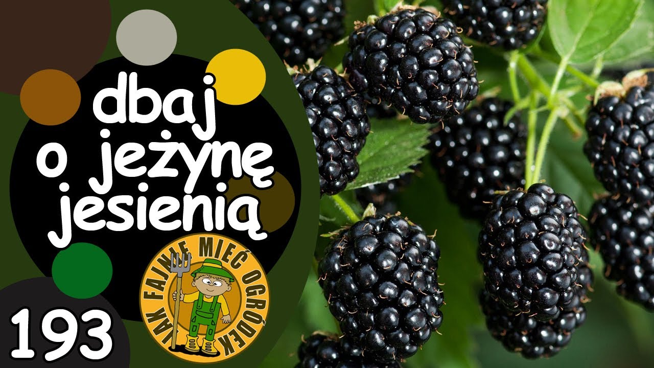 #193 Jak pielęgnować jeżynę bezkolcową na jesień?