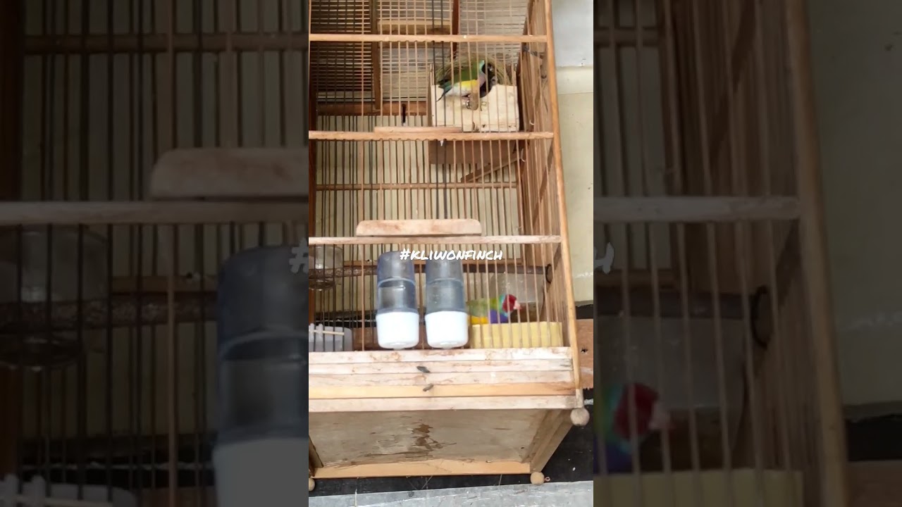Gould Amadine mengasuh Anak nya #finch #ternak #gouldianfinch #emprit