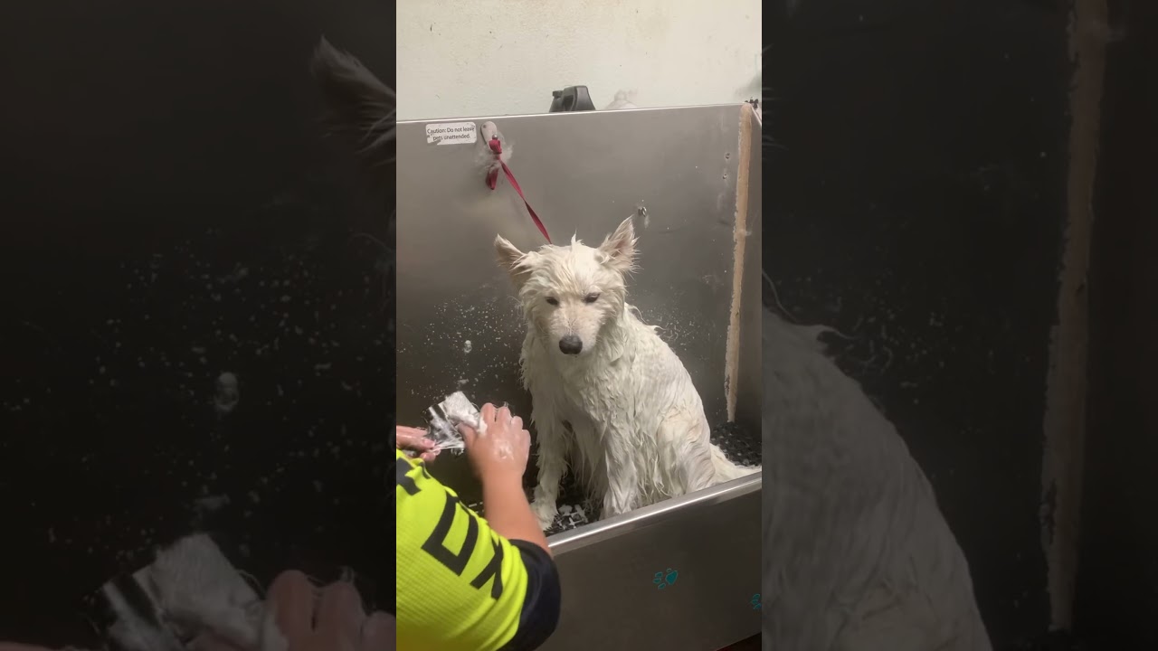 Coat thickness on another level 🐻&zwj;❄️ #samoyed #dogbath #eqyssgroomingproducts #tutorial #dog #puppy