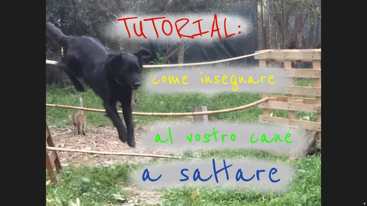 TUTORIAL: Come insegnare al cane a saltare gli ostacoli