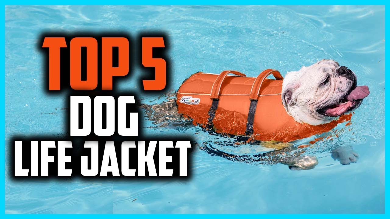 ✅Top 5 Best Dog Life Jacket of 2026