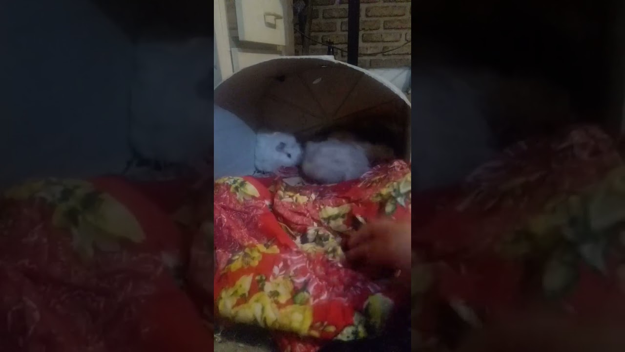 c&oacute;mo saber  si tu cuyo es un macho o hembra^_^