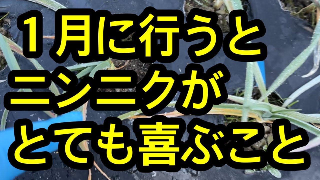【ニンニク】１月中に必ずニンニクにしておいて欲しい必須作業を解説します。寒いから放置、それ危険です。