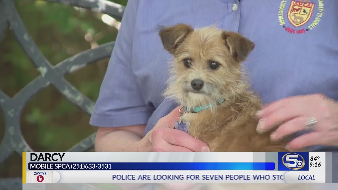 Pet of the Week: Small scruffy-face terrier is perfect snuggler