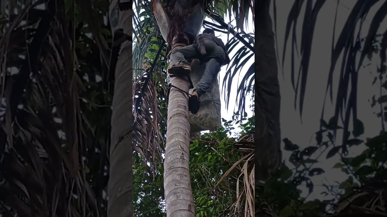 Tirando bacaba com espora em Rondon do Pará - PA
