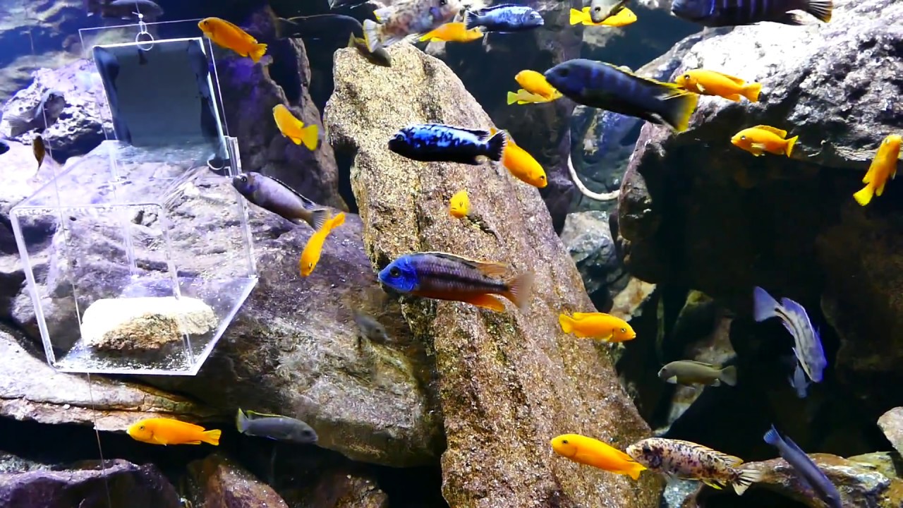 Mbuna Baby Boom ;-)