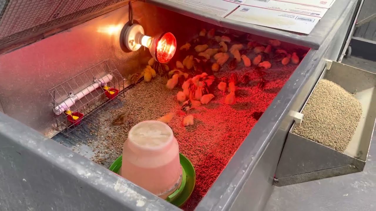 A quail chick watering system SAVING us hours a week!!!! Brooder tips