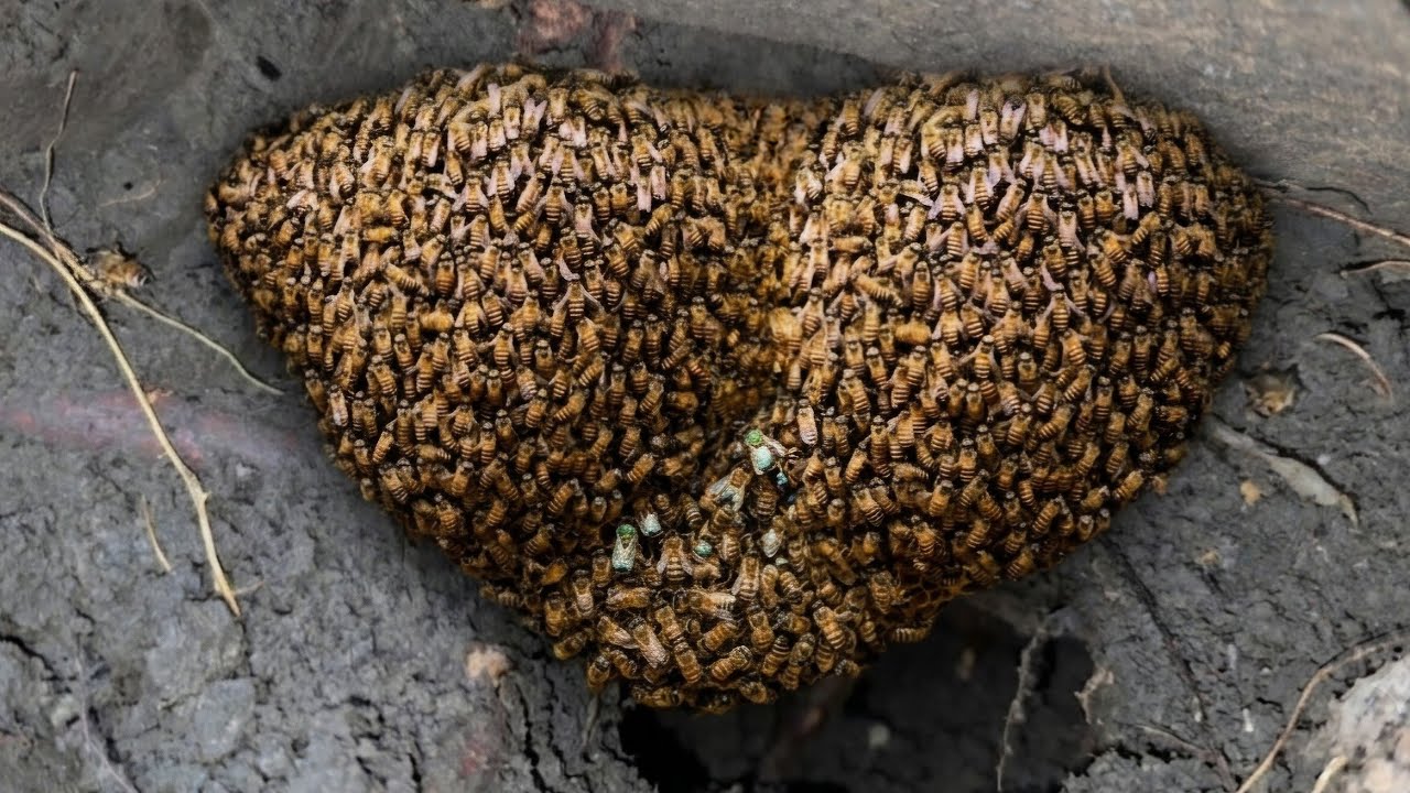 Don't understand why this beehive is built so deep inside